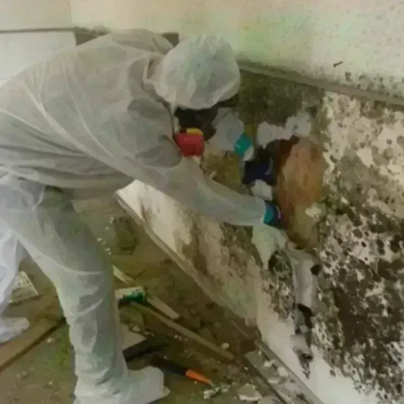 Mold Remediation and Removal in Hawley, PA